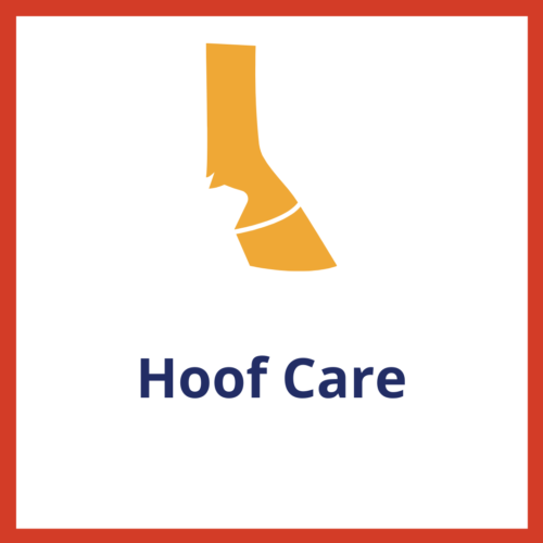 Hoof Care