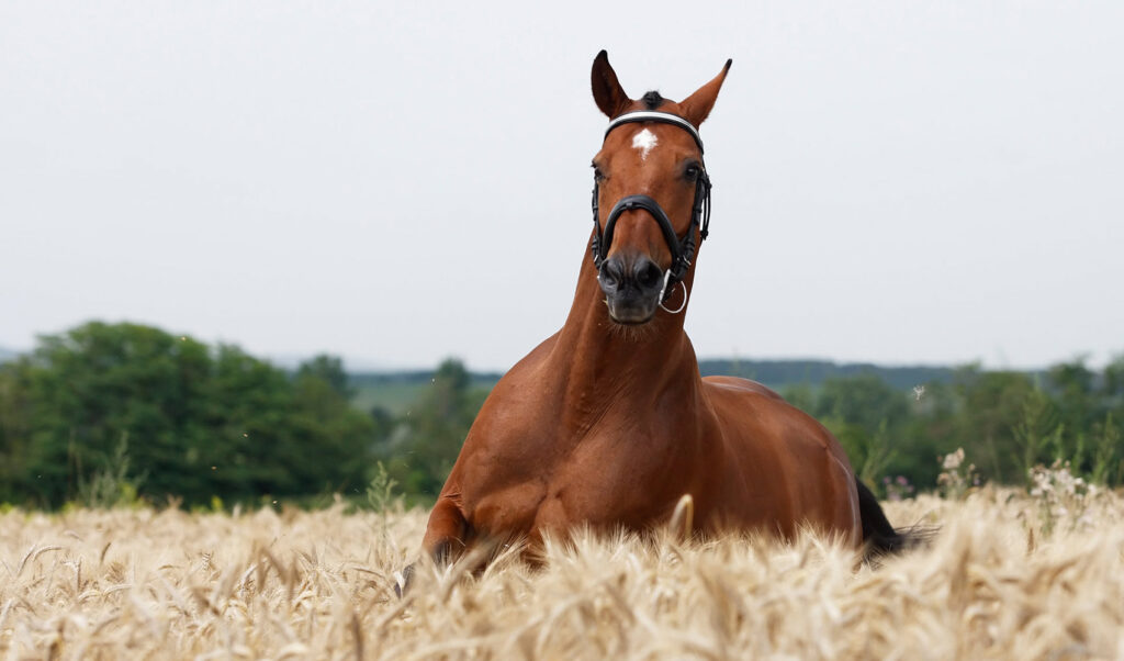 Chestnut horses like this love our dietary supplements